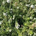 Westringia fruticosa Blomma