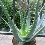 Aloe × spinosissima Hoja