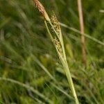 Carex vaginata Fruit