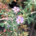 Frankenia ericifolia Flor