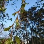 Populus balsamifera List