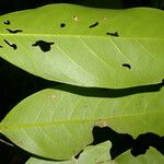 Hymenopus operculipetalus Leaf