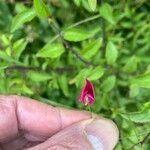 Lathyrus nissolia Blüte