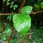 Persicaria chinensis برگ