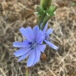 Cichorium intybusÕis