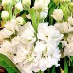 Matthiola incana Blüte