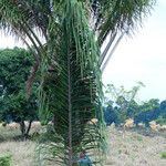 Attalea maripa Folha
