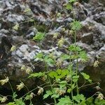 Thalictrum macrocarpum Alkat (teljes növény)