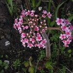 Darmera peltata Habit