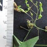 Desmodium procumbens Other