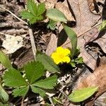 Potentilla canadensis Flor