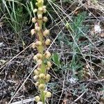 Orchis anthropophora Kvet