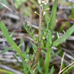 Lepidium nitidum Habit