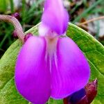 Canavalia rosea Flower