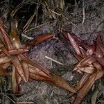 Pinguicula planifolia Fruit