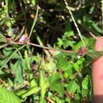 Spermacoce tenuior Flower