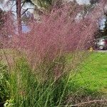 Muhlenbergia capillaris পাতা