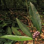 Anthurium obtusum Leaf