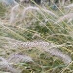 Stipa pennata Lehti