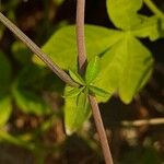 Ipomoea cairica പുറംതൊലി