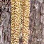Corylus colurna 花