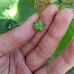 Wissadula excelsior Fleur