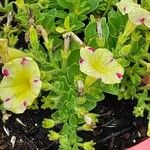 Petunia x atkinsiana പുഷ്പം