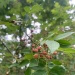 Zanthoxylum americanum Плод