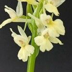 Dactylorhiza insularis Flower