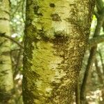 Betula pubescens Žievė