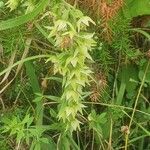 Epipactis muelleri Агульны выгляд