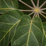 Schefflera morototoni Folla