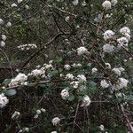 Ceanothus cuneatus Habitus