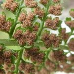 Asplenium fontanum Frucht