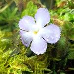 Episcia lilacina Flor