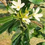 Plumeria magna Flower