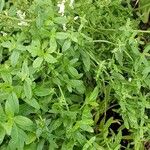 Stachys recta عادت داشتن