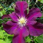 Clematis viticella 花