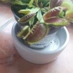 Dionaea muscipula Cvet