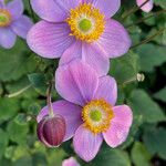 Anemone tomentosa Other