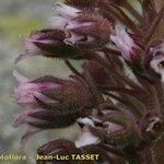 Saxifraga florulenta Virág