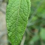 Borrichia frutescens Leaf