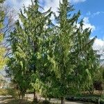 Cupressus nootkatensis Hábitos