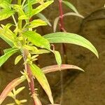 Lysimachia terrestris 葉