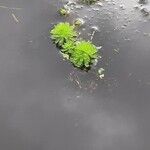 Myriophyllum aquaticum Листок