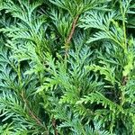 Thuja occidentalisFoglia