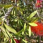 Melaleuca rugulosa Fruit