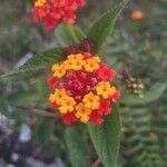 Lantana × strigocamara 花