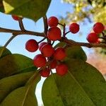 Ilex opaca Фрукт