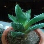 Faucaria tigrina ഇല